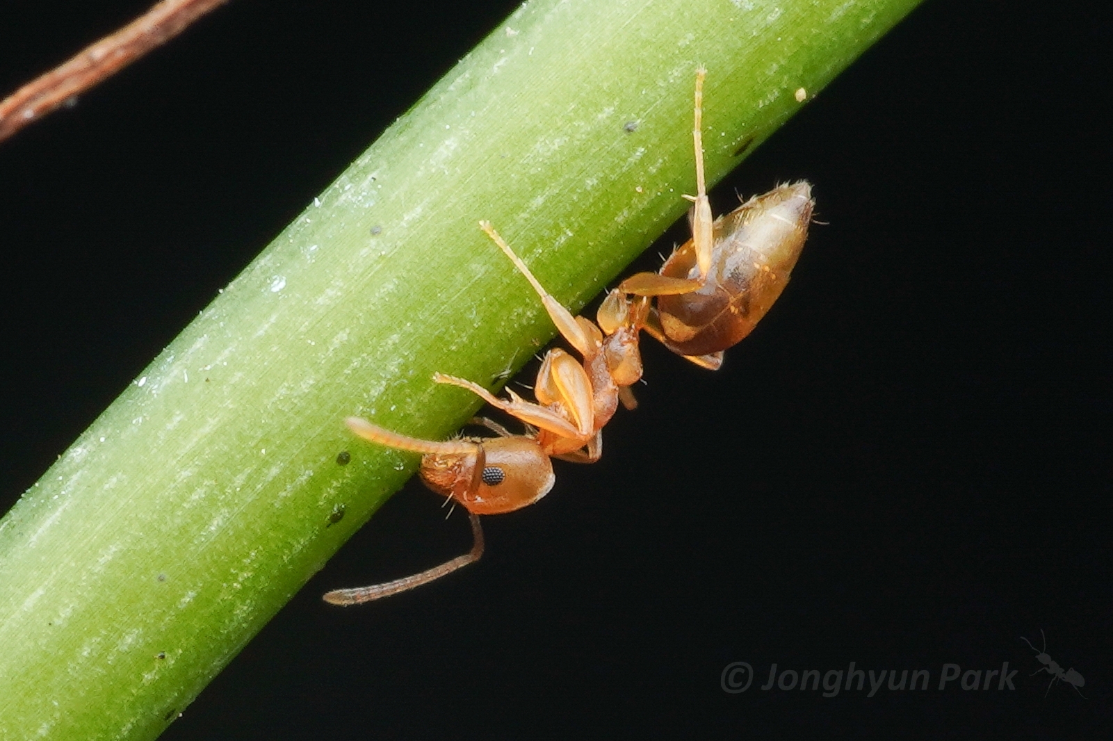 Technomyrmex dubius