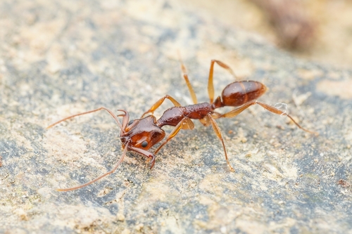 里氏钩猛蚁Anochetus risii