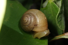 Acusta toyenmongaiensis