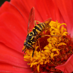 Spilomyia interrupta