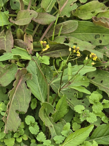 Image of Rorippa indica by (c) WATANABE Hitoshi 渡辺仁, some rights reserved (CC BY)