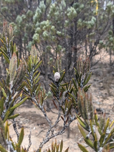 Woolly-fruited Wattle (Acacia lachnocarpa)