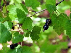 Ribes ciliatum