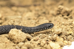 Anderson's Slug Snake photo 4