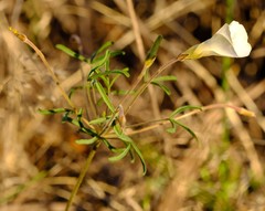 Oxalis stenopetala