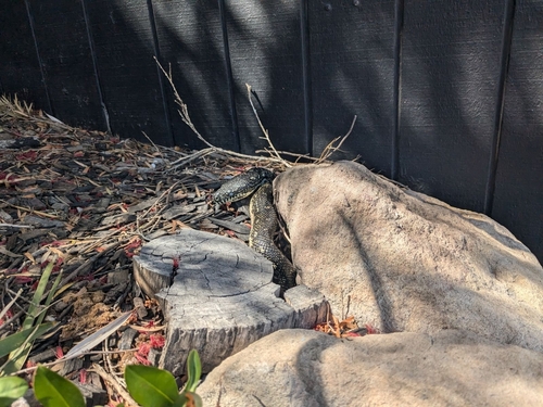 Diamond Python sighting