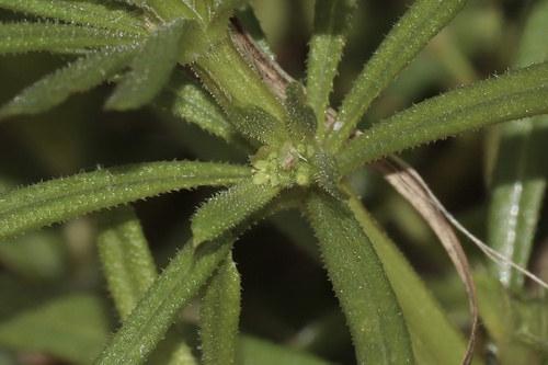 Image of Galium spurium by (c) Dustin Snider, some rights reserved (CC BY)