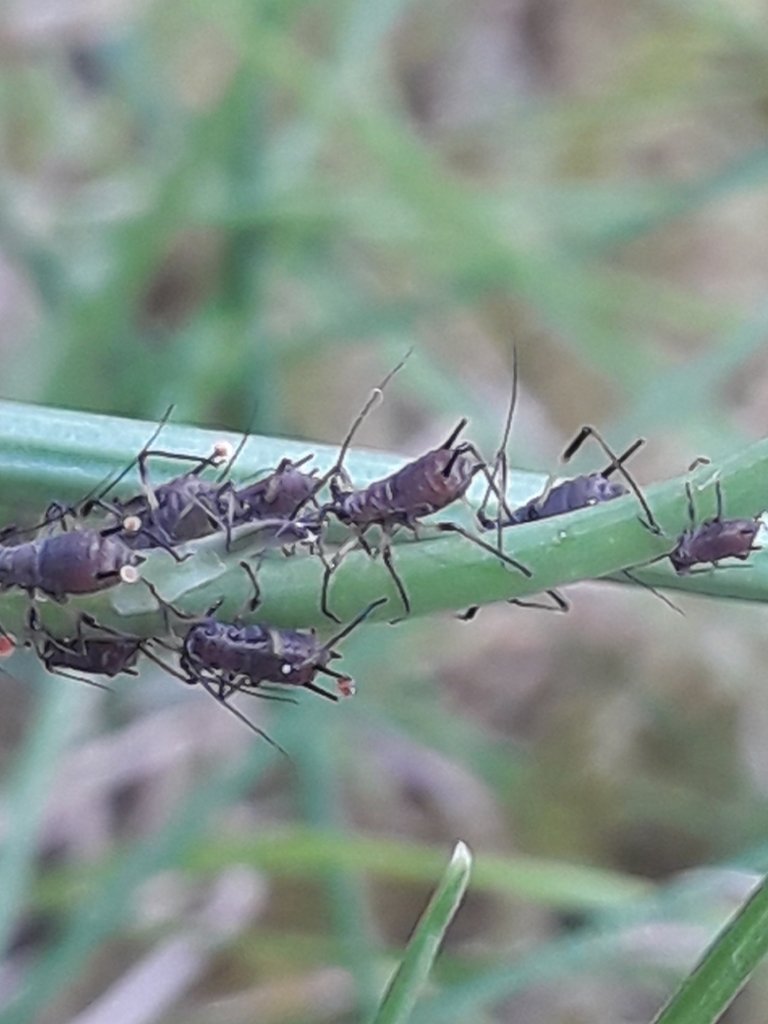 Large Cat's Ear Aphid