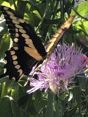 Heraclides cresphontes