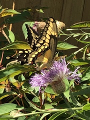 Heraclides cresphontes