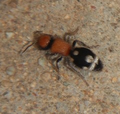 Ronisia brutia