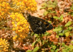 Hipparchia aristaeus