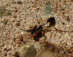 Sceliphron destillatorium