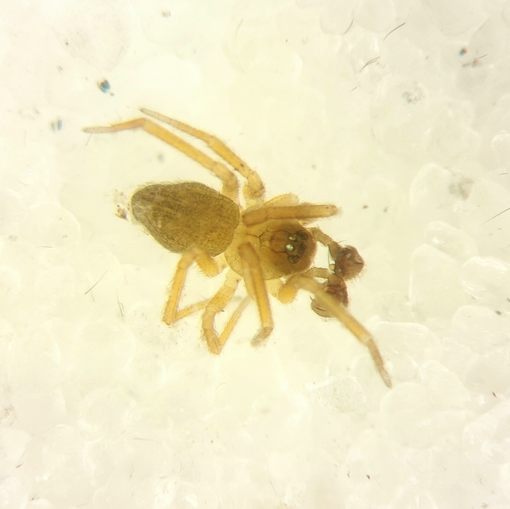 Pocadicnemis americana