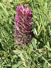 Trifolium rubens