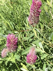 Trifolium rubens
