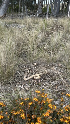 Eastern Brown Snake sighting