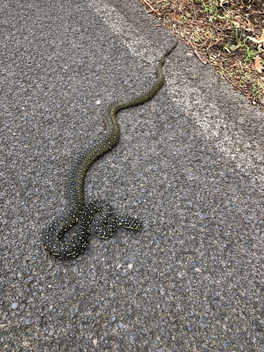 Diamond Python sighting