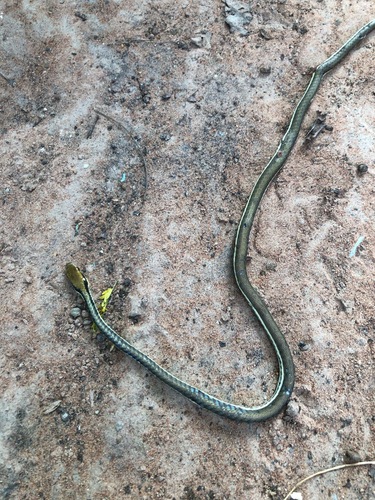 Painted Bronzeback