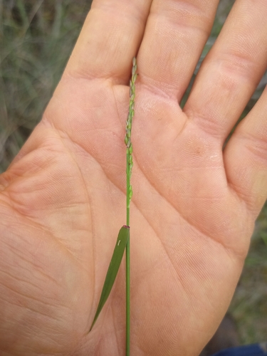 Image of Entolasia stricta by no rights reserved