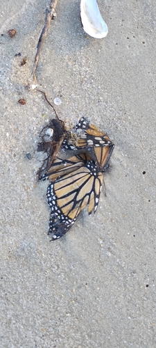 Monarch photographed in Virginia