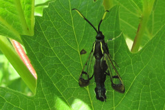 Synanthedon