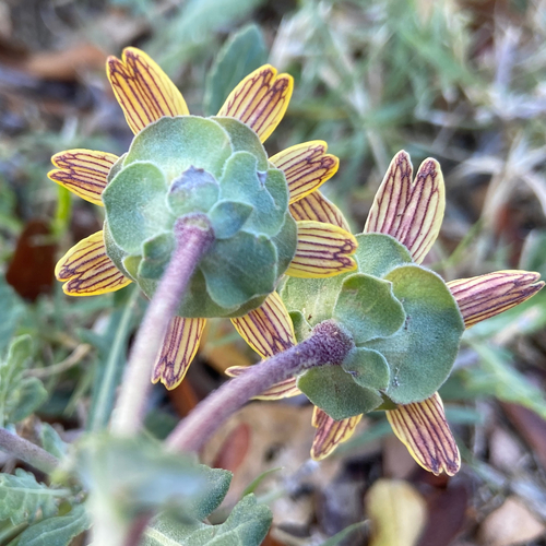 Image of Berlandiera lyrata by (c) F. LaBry, some rights reserved (CC BY)