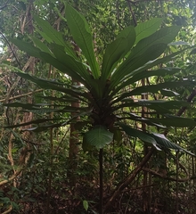 None (Agrostistachys)