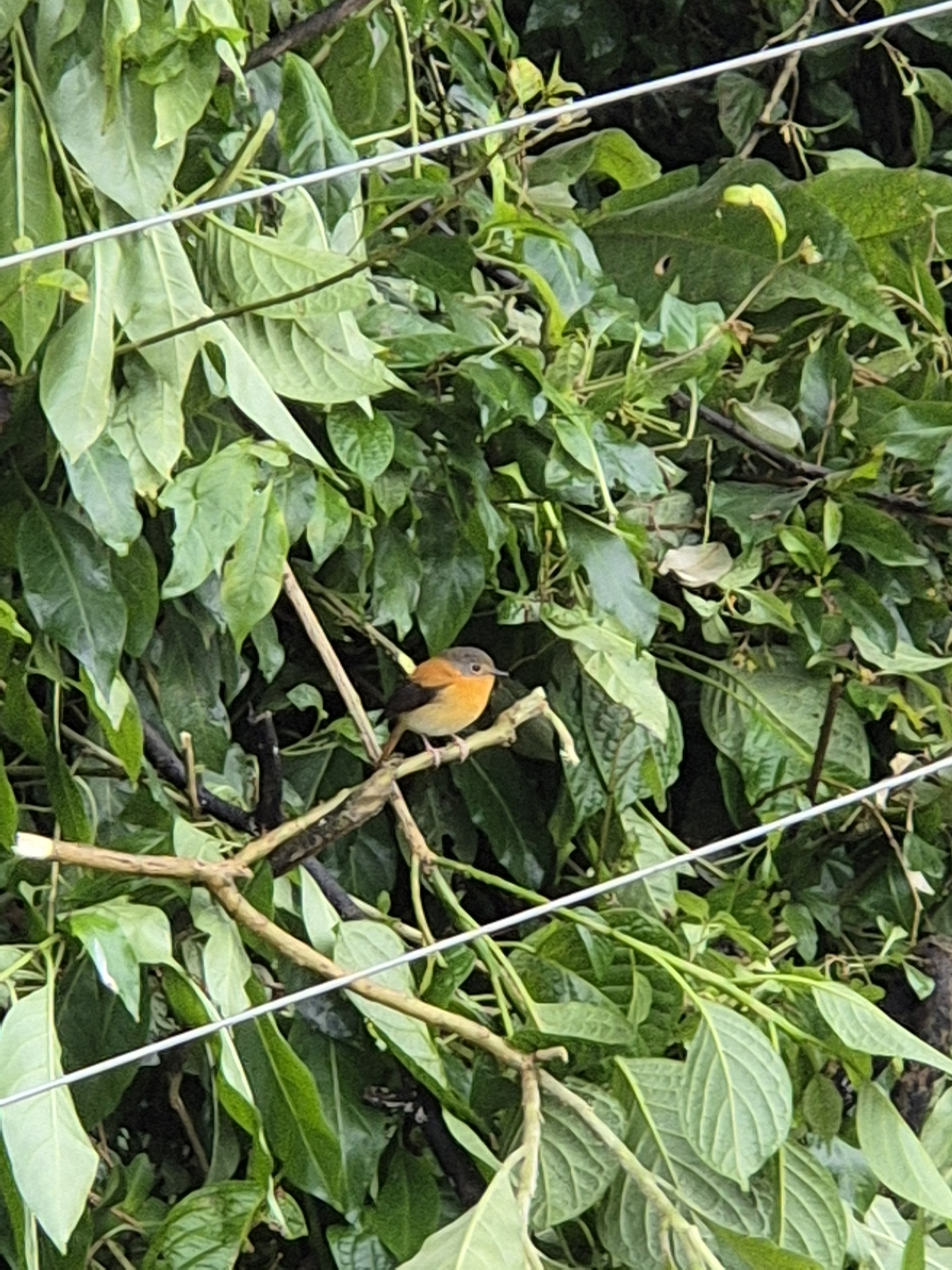 Black-and-orange Flycatcher illustration