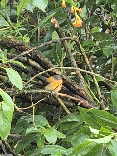 Black-and-orange Flycatcher (Ficedula nigrorufa), photo 8