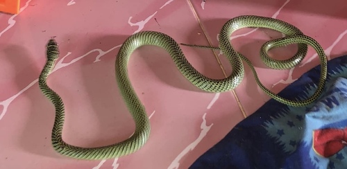Golden Tree Snake