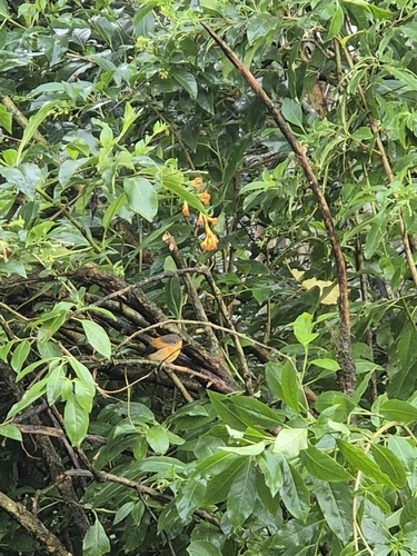 Black-and-orange Flycatcher (Ficedula nigrorufa), photo 9