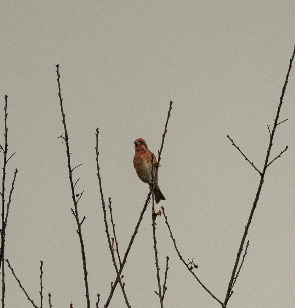 Purple Finch from Burnaby, BC, Canada on November 2, 2024 at 12:31 PM ...