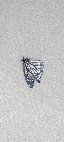Monarch photographed in Virginia