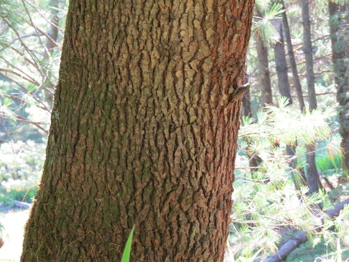 Bar-tailed Treecreeper (Certhia himalayana), photo 6