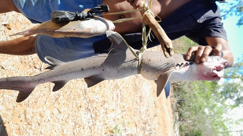 Whitetip Reef Shark