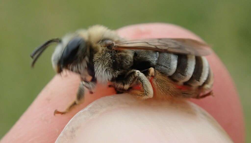 Eucera clypeata