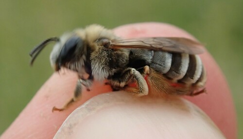 Eucera clypeata
