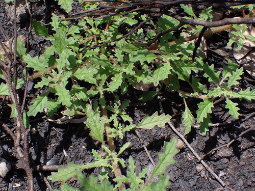 Green crumbweed (Dysphania carinata)