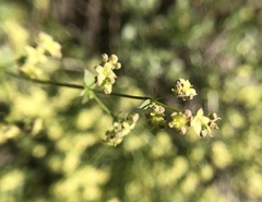 Galium multiflorum