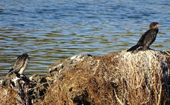 Microcarbo africanus africanus