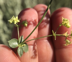 Galium multiflorum