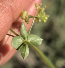 Galium multiflorum