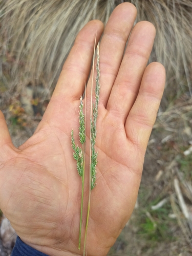 Poa poiformis