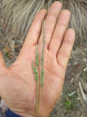 Poa poiformis