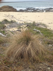 Poa poiformis, photograph author not stated, no rights reserved