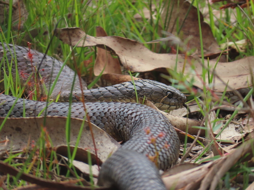Tiger Snake sighting