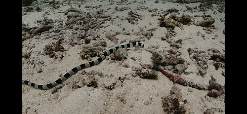 Harlequin Snake Eel (Myrichthys colubrinus)