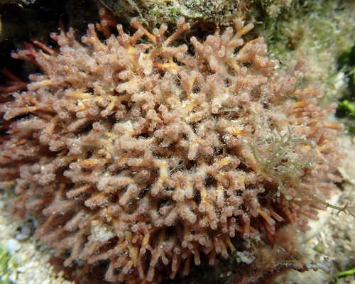 Galaxaura glabriuscula