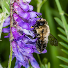 Megachile gemula